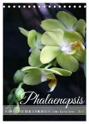 Phalaenopsis - Schöne Schmetterlingsorchideen (Tischkalender 2024 DIN A5 hoch), CALVENDO Monatskalender
