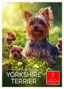 Yorkshire Terrier - ein Hund mit starkem Charakter (Wandkalender 2025 DIN A2 hoch), CALVENDO Monatskalender