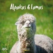 Alpakas und Lamas 2025