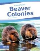 Beaver Colonies