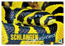 Schlangen: Zupackend (Wandkalender 2025 DIN A2 quer), CALVENDO Monatskalender