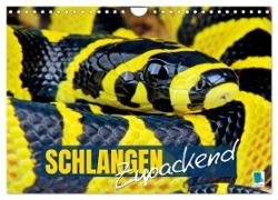 Schlangen: Zupackend (Wandkalender 2025 DIN A4 quer), CALVENDO Monatskalender