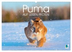 Puma: Auf leisen Pfoten (Wandkalender 2025 DIN A2 quer), CALVENDO Monatskalender