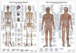 Doppelpack Anatomie-Poster Muskulatur und Skelett
