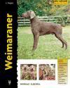 Weimaraner