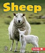 Sheep