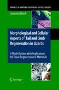 Morphological and Cellular Aspects of Tail and Limb Regeneration in Lizards