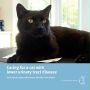 Caring for a Cat with Lower Urinary Tract Disease