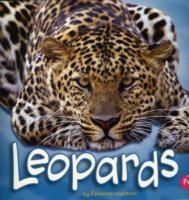 Leopards