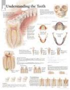 Understanding the Teeth Paper Poster