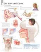 Ear, Nose & Throat Laminated Poster