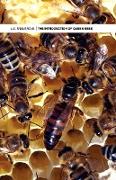 The Introduction of Queen Bees