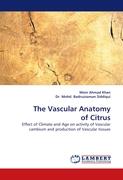 The Vascular Anatomy of Citrus