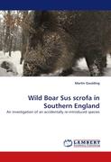 Wild Boar Sus scrofa in Southern England