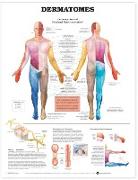 Dermatomes Anatomical Chart