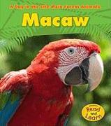 Macaw