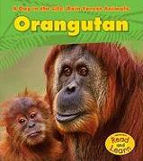 Orangutan