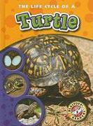 The Life Cycle of a Turtle