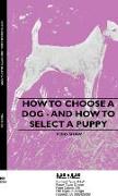 How to Choose a Dog - And How to Select a Puppy