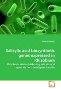 Salicylic acid biosynthetic genes expressed in Rhizobium