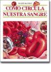Cómo circula nuestra sangre