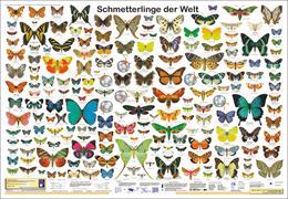 Schmetterlinge der Welt. Poster.