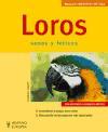 Loros : mascotas en casa