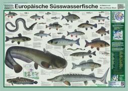 Europäische Süsswasserfische. Poster.