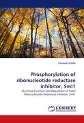 Phosphorylation of ribonucleotide reductase inhibitor, Sml1