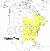 A Peterson Field Guide to Eastern Trees: Eastern United States and Canada, Including the Midwest