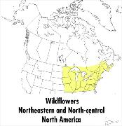 A Peterson Field Guide to Wildflowers