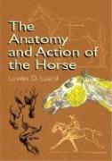 The Anatomy and Action of the Horse