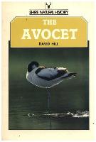 The Avocet