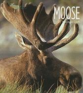 Living Wild: Moose