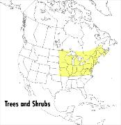 A Field Guide to Trees and Shrubs: Northeastern and North-Central United States and Southeastern and South-Central Canada