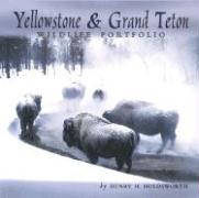 Yellowstone & Grand Teton Wildlife