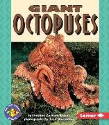 Giant Octopuses