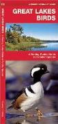 Great Lakes Birds: An Introduction to Familiar Species