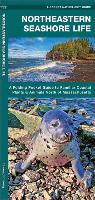 Northeastern Seashore Life: A Folding Pocket Guide to Familiar Species Found North of Massachusetts