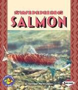 Swimming Salmon