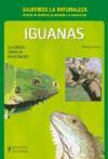 Iguanas : cuidados, crianza y variedades